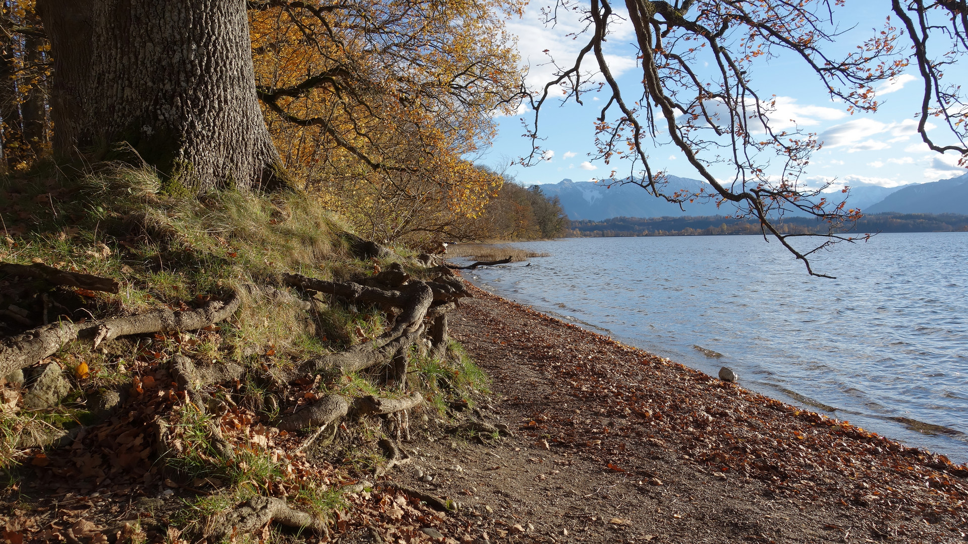 Herbstimpression II vom Staffelsee