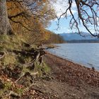 Herbstimpression II vom Staffelsee