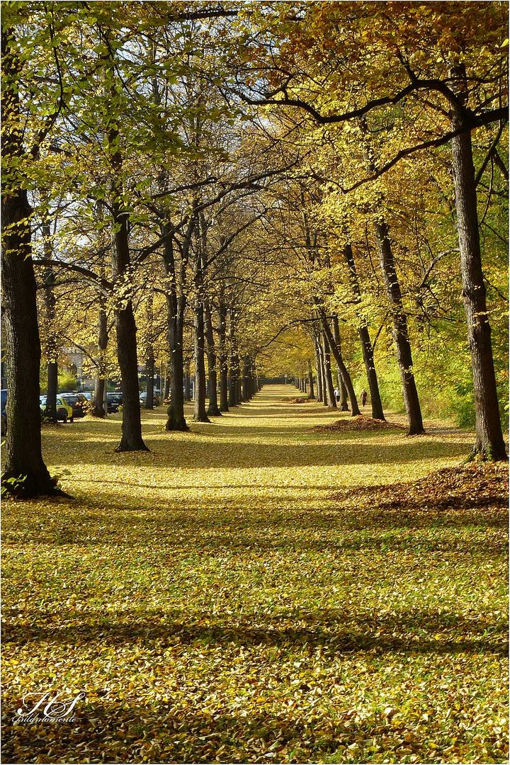 Herbstimpression im Küchwald Chemnitz