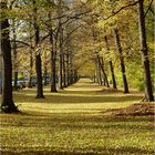 Herbstimpression im Küchwald Chemnitz