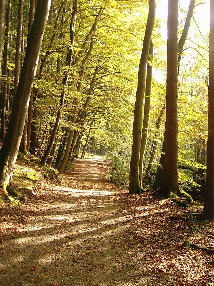 Herbstimpression im Mühltal