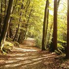 Herbstimpression im Mühltal