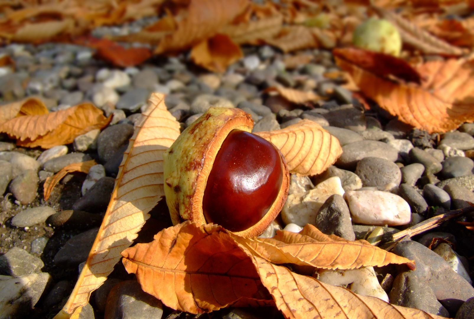 Herbstimpression im Park