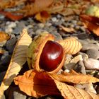 Herbstimpression im Park