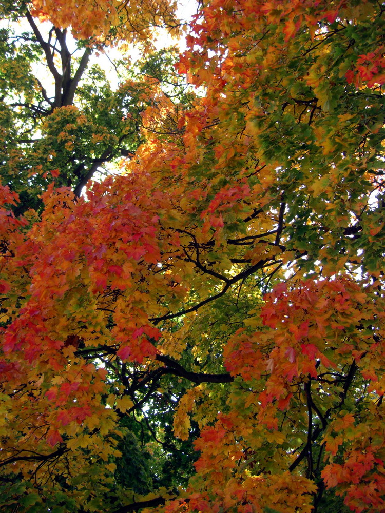 Herbstimpression in der Grossstadt 1