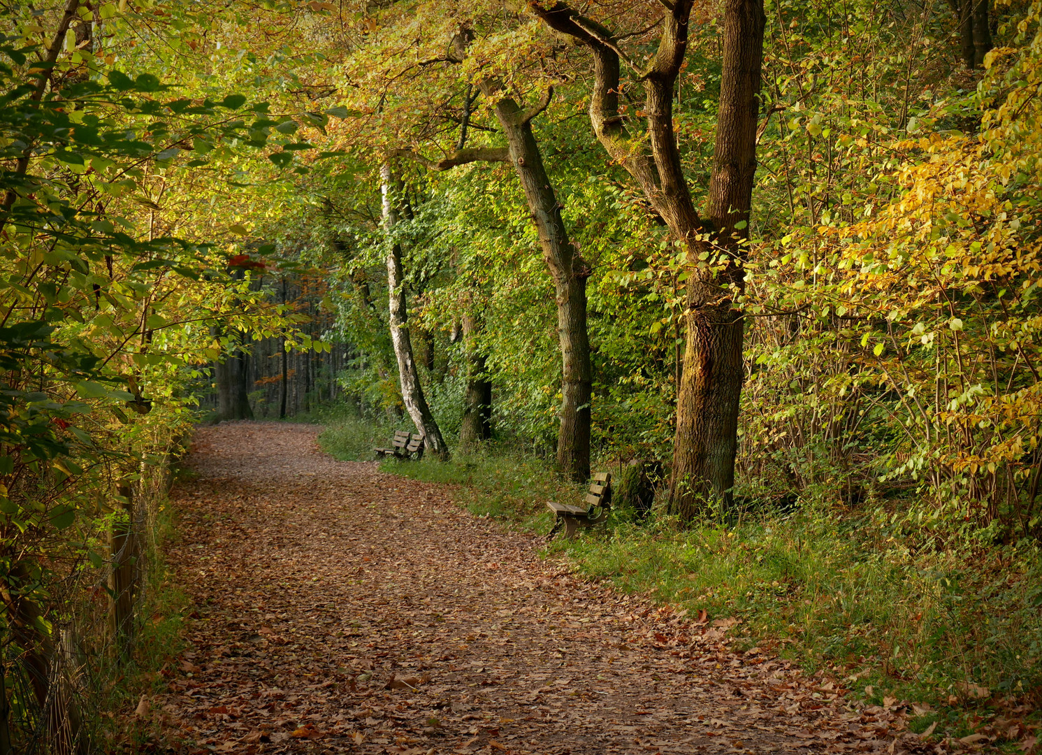 Herbstimpression IV...