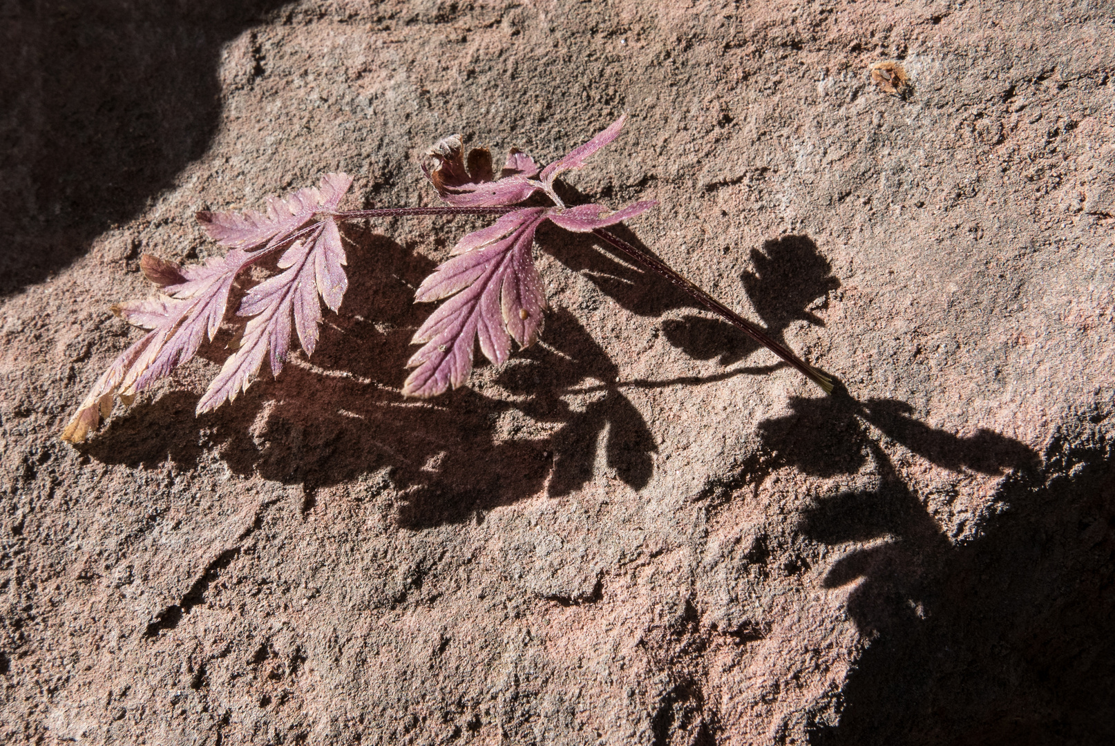 Herbstimpression IV