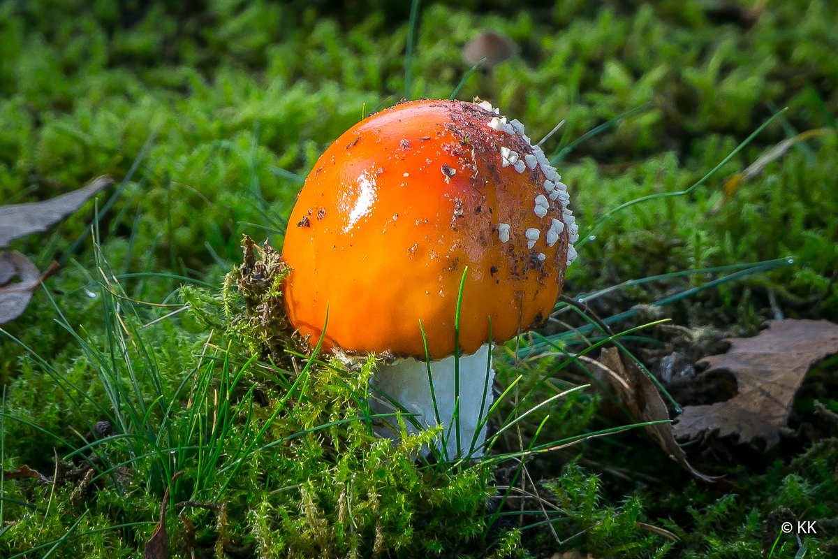 Herbstimpression - Kleiner Fliegenpilz