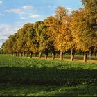 Herbstimpression Löhne - Oberbeck