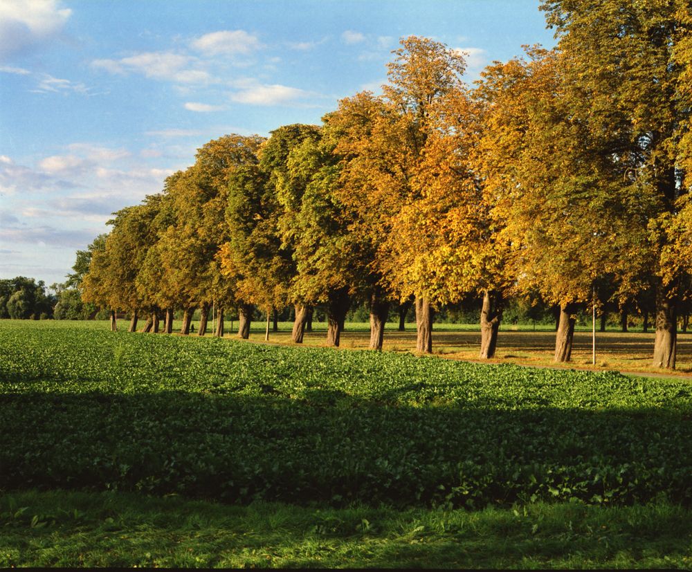 Herbstimpression Löhne - Oberbeck