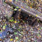 Herbstimpression mit kleiner Brücke