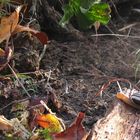 Herbstimpression mit Schnecke