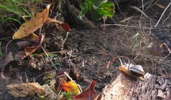 Herbstimpression mit Schnecke