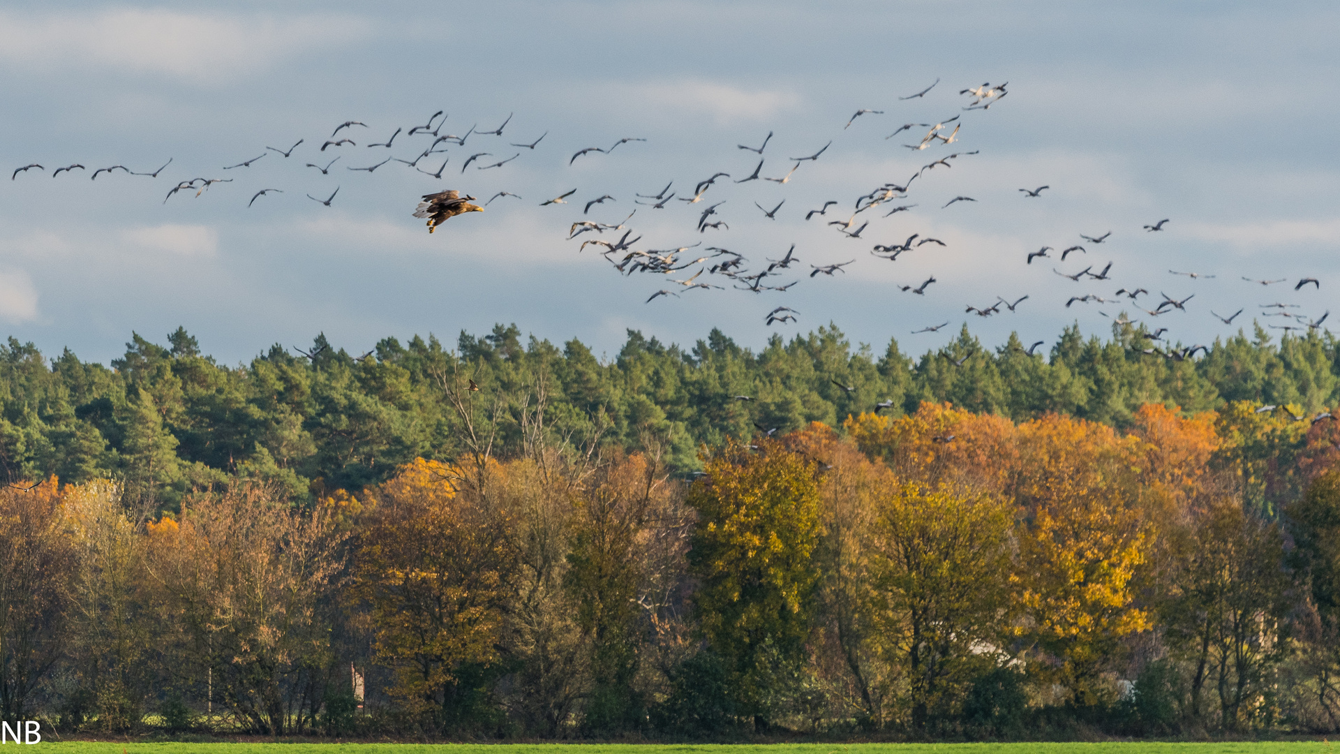 "Herbstimpression mit Seeadler und Kraniche 2023"