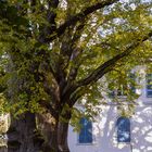 Herbstimpression Schloß Heiligenberg