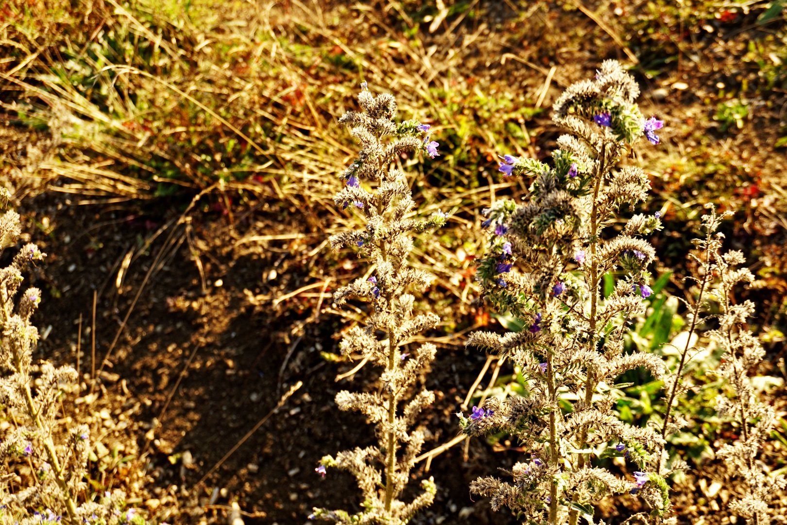 Herbstimpression vom Sonnenstein - Bild 3