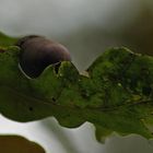 "Herbstimpression Von Pferdchen - Fotografie"