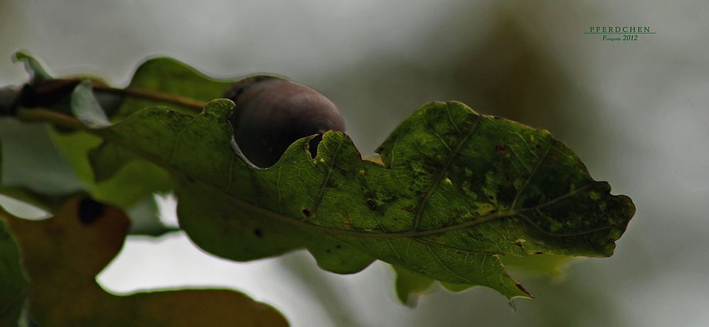 "Herbstimpression Von Pferdchen - Fotografie"