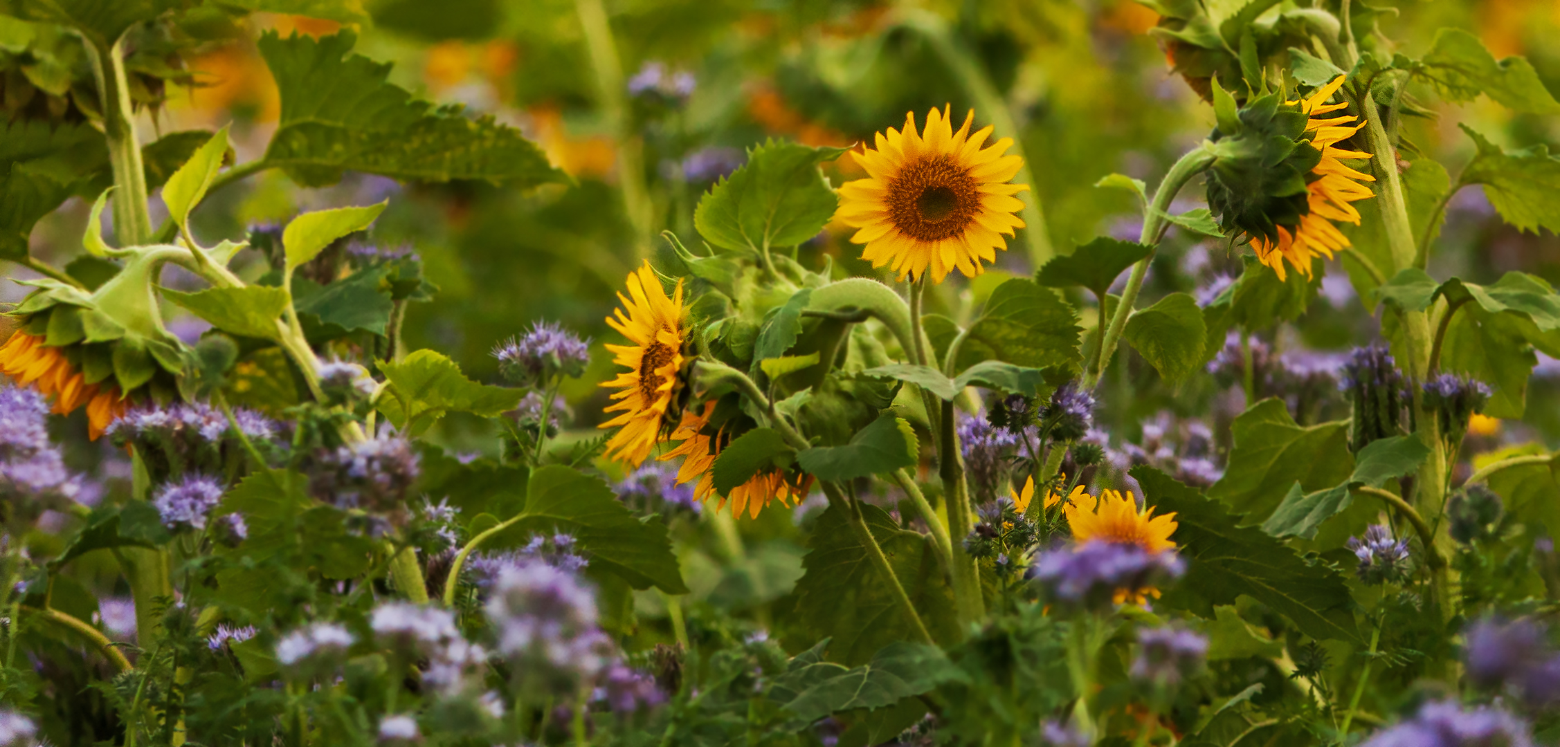 Herbstimpressionen 012