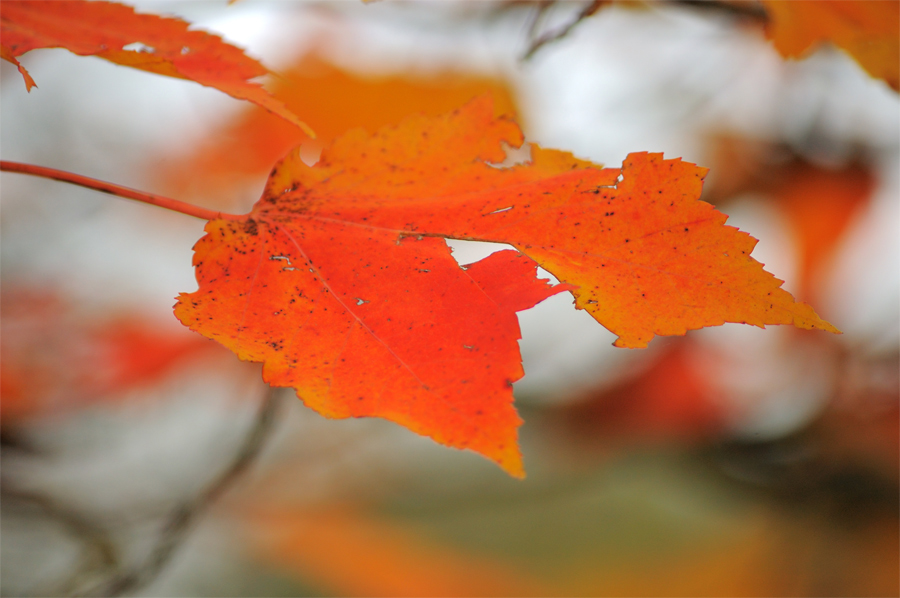 Herbstimpressionen