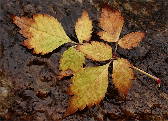 Herbstimpressionen 1