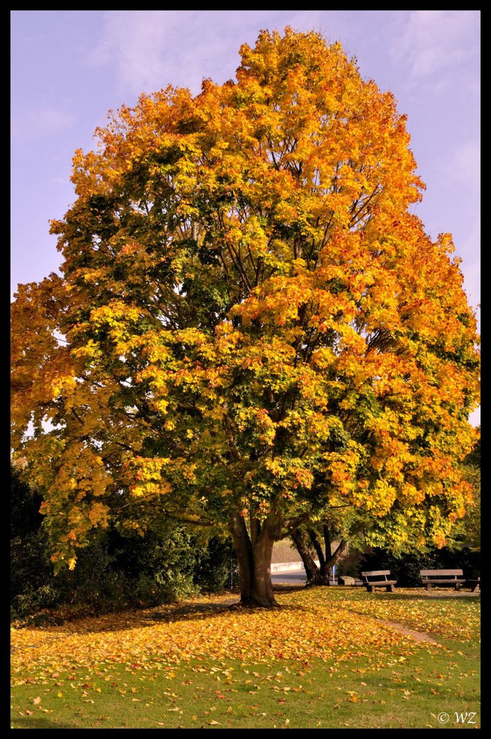 - Herbstimpressionen 1 -