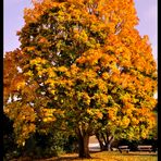 - Herbstimpressionen 1 -