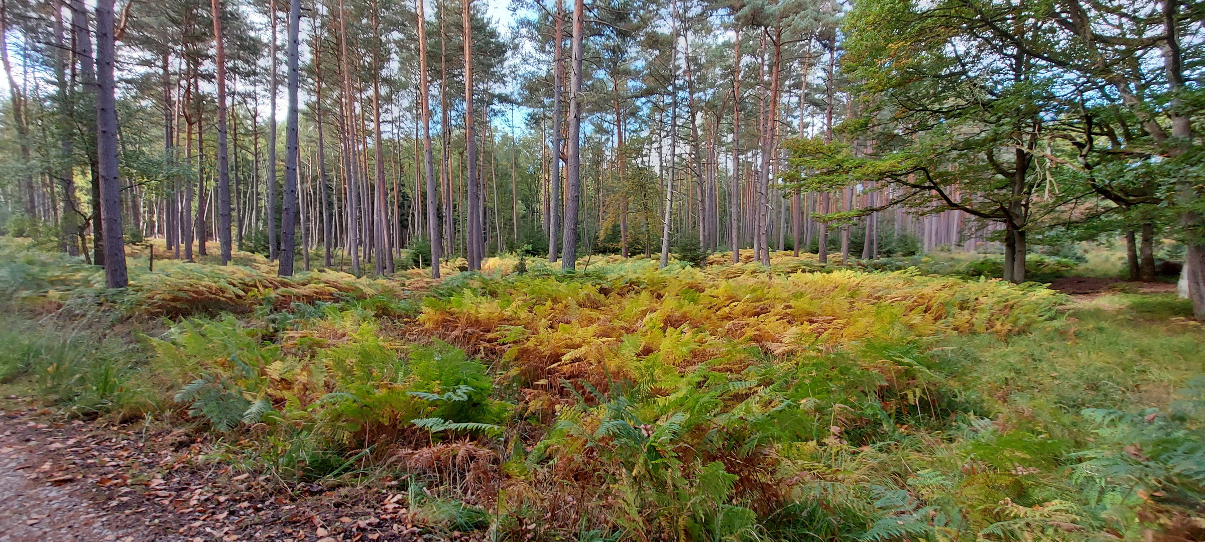 Herbstimpressionen 1