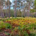 Herbstimpressionen 1