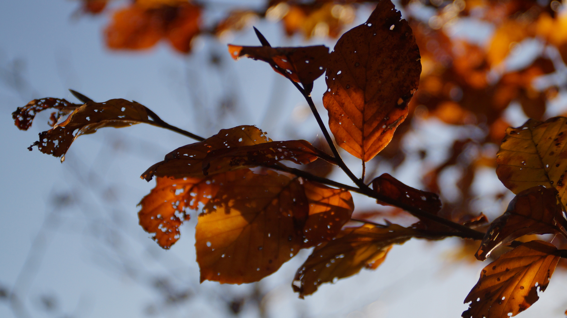 Herbstimpressionen 1