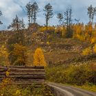 Herbstimpressionen (1)