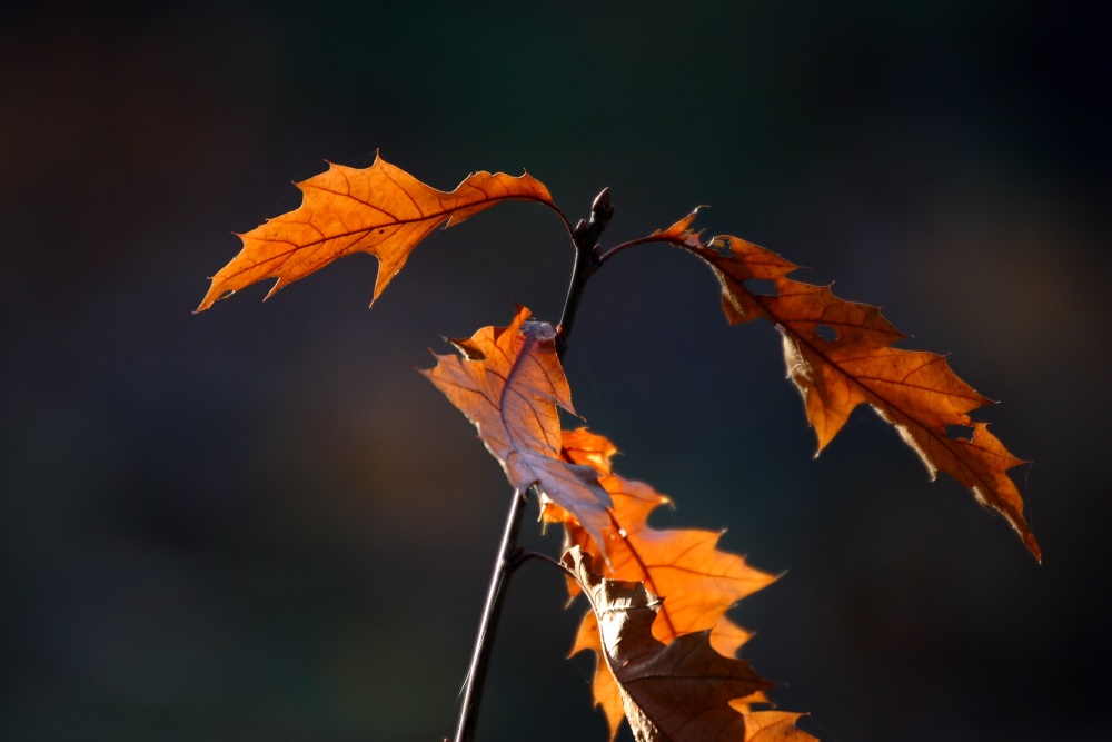 Herbstimpressionen 1