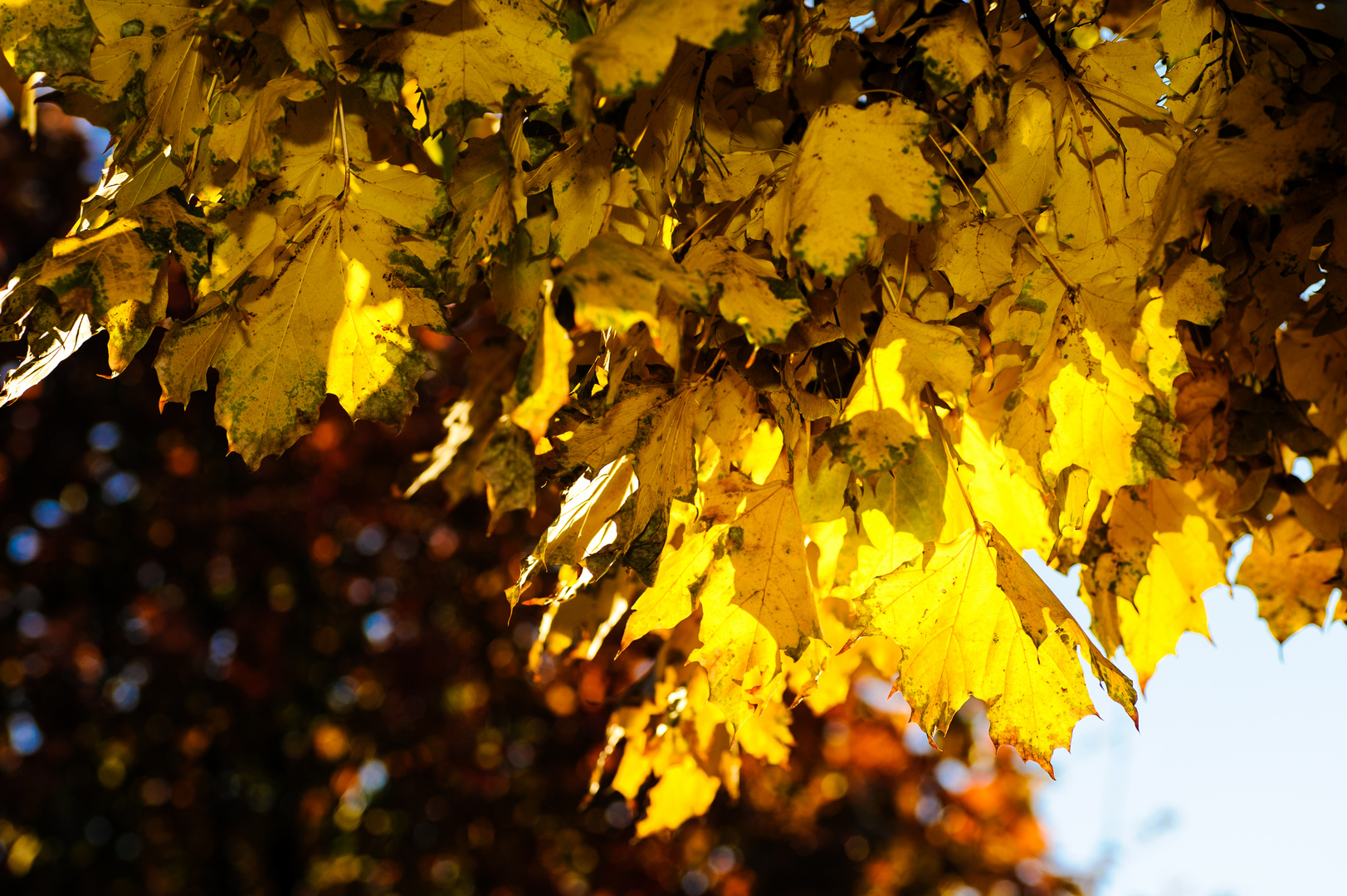 Herbstimpressionen #1