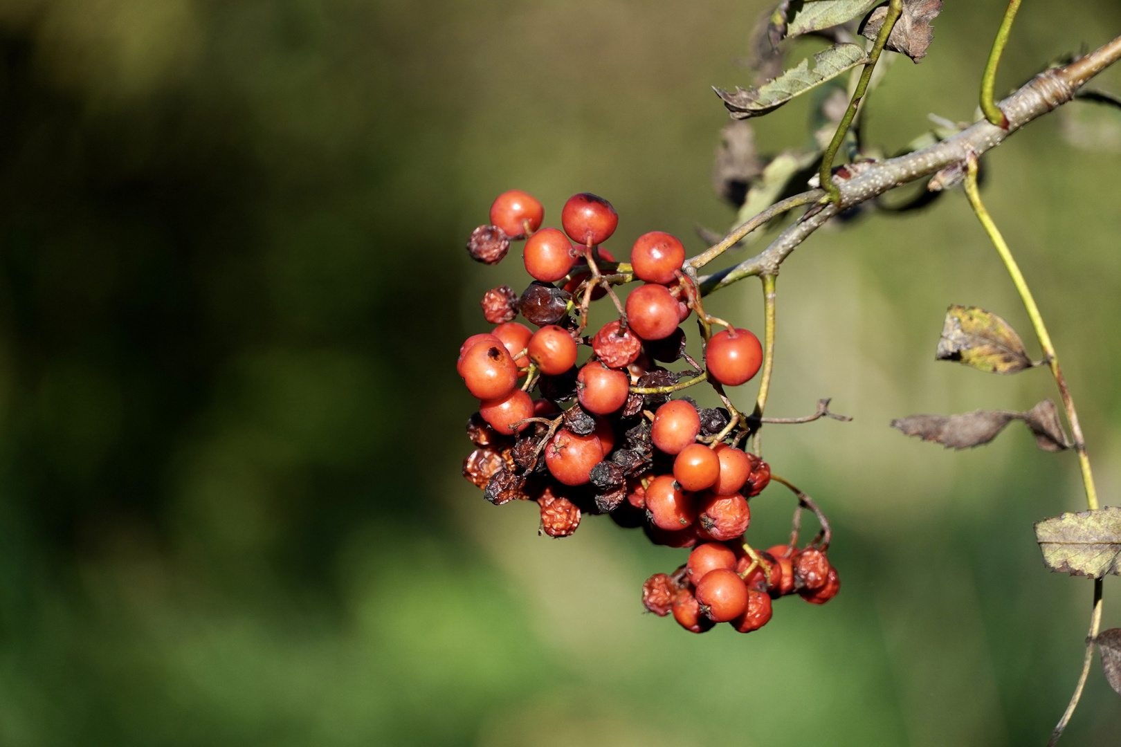 Herbstimpressionen (1)