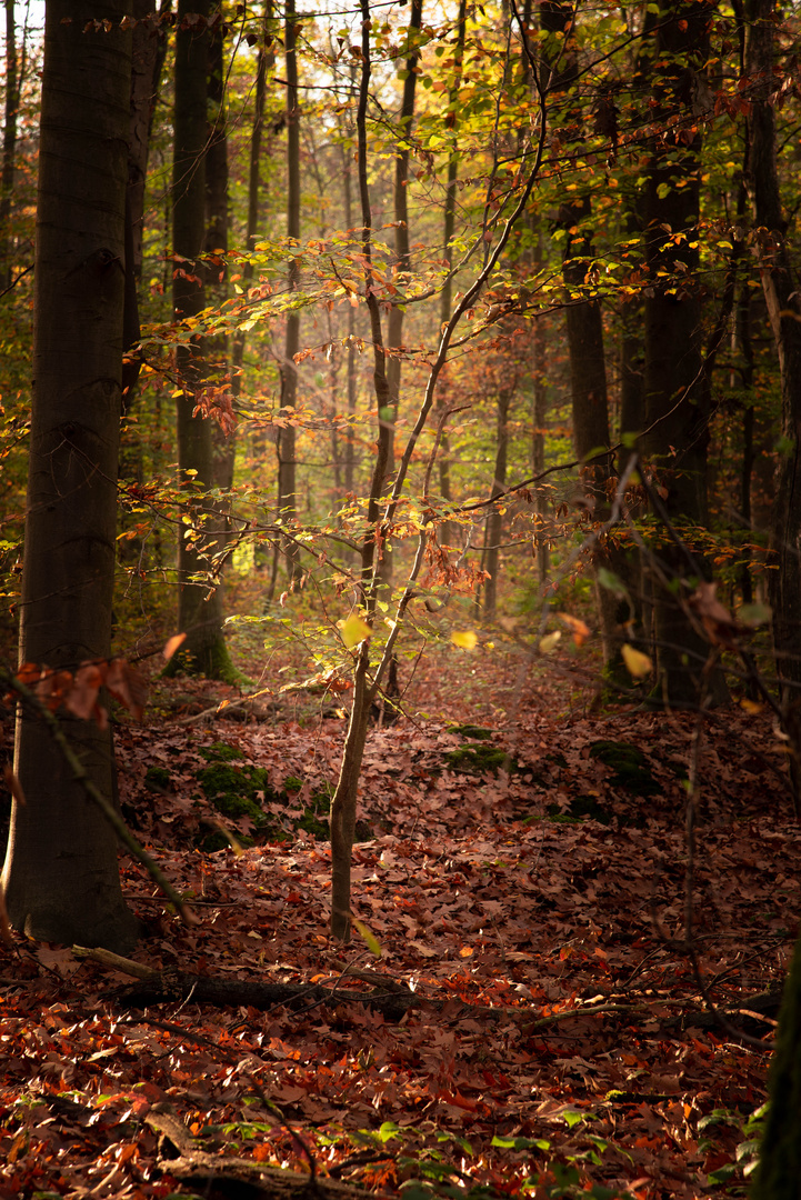 Herbstimpressionen 1