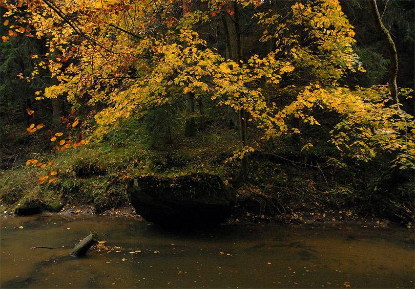 Herbstimpressionen #1