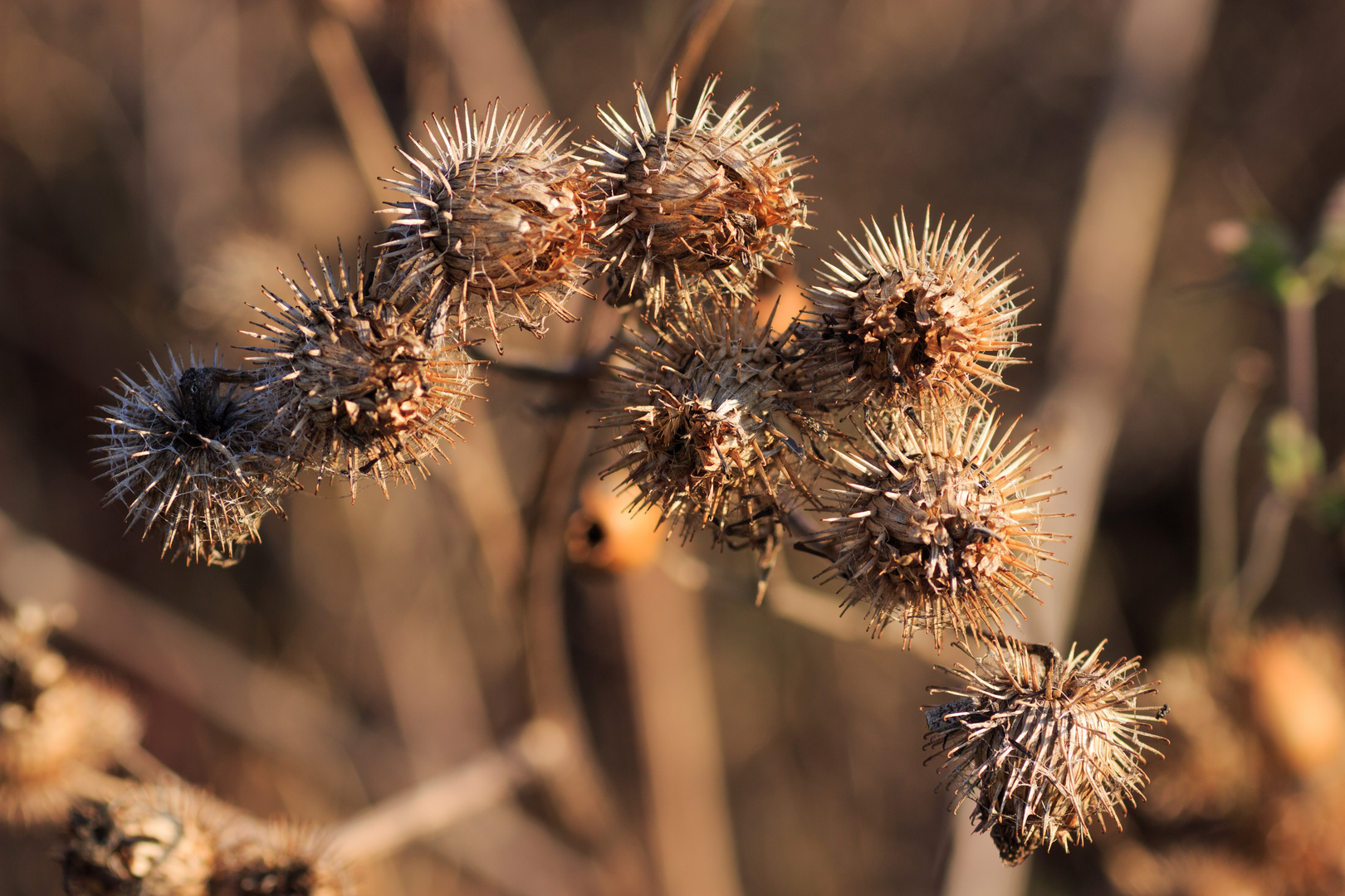 Herbstimpressionen-1