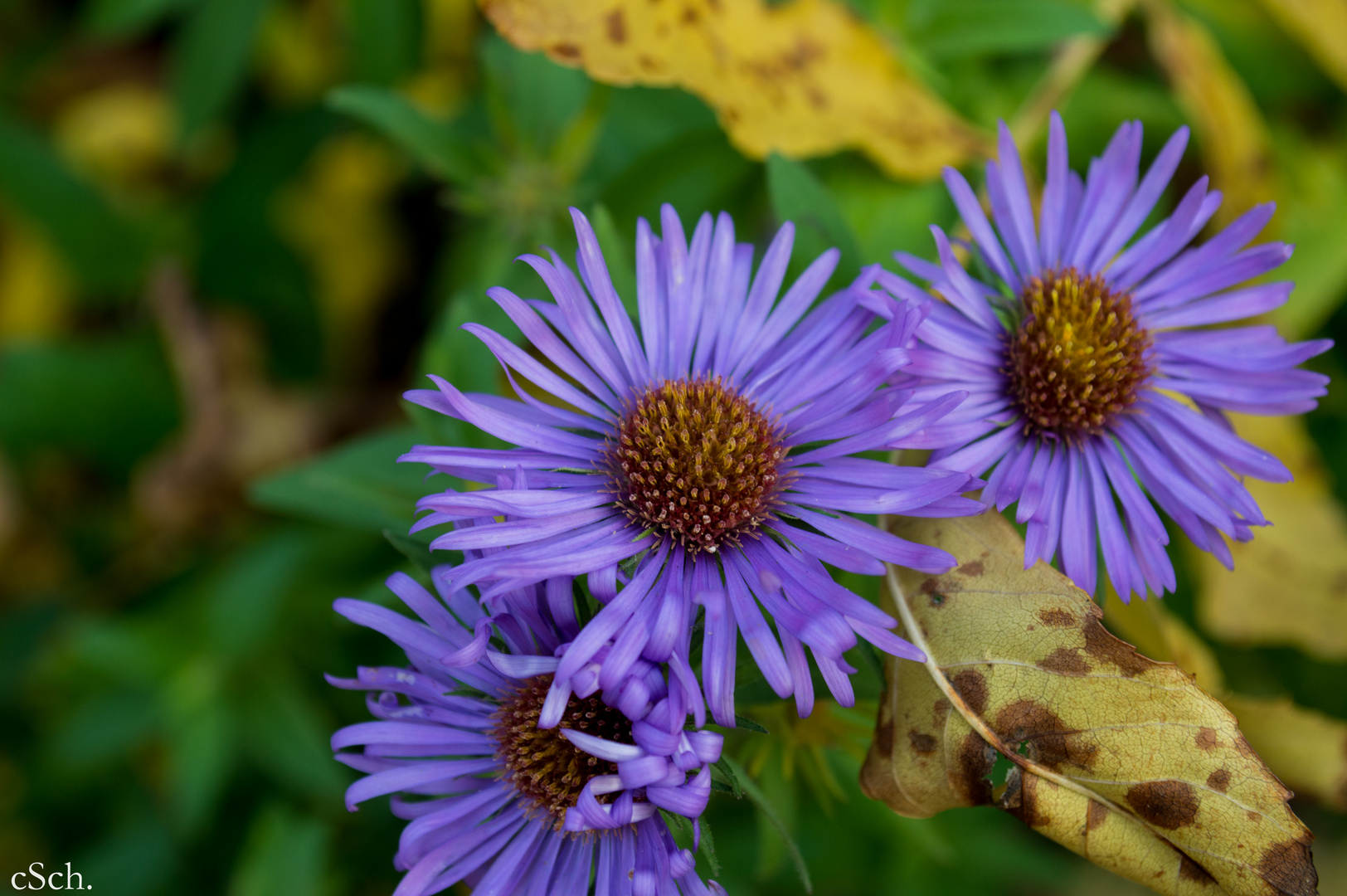 Herbstimpressionen