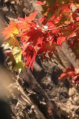 Herbstimpressionen