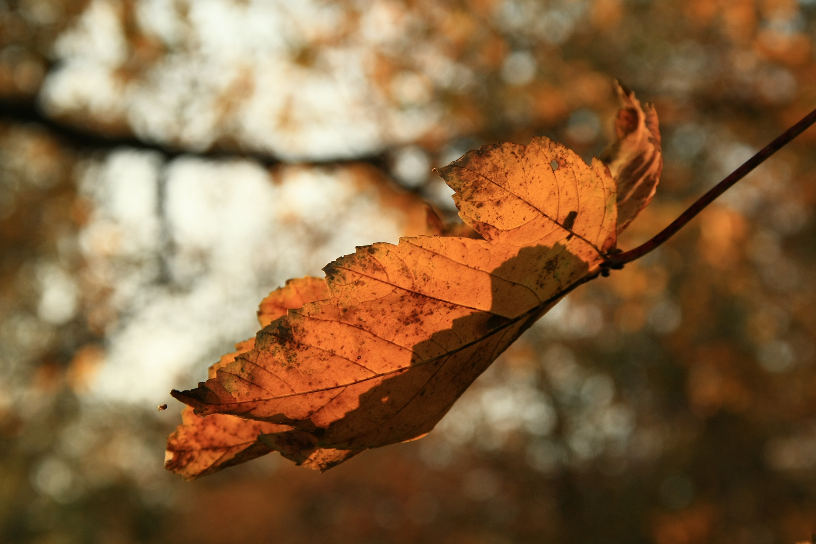 Herbstimpressionen