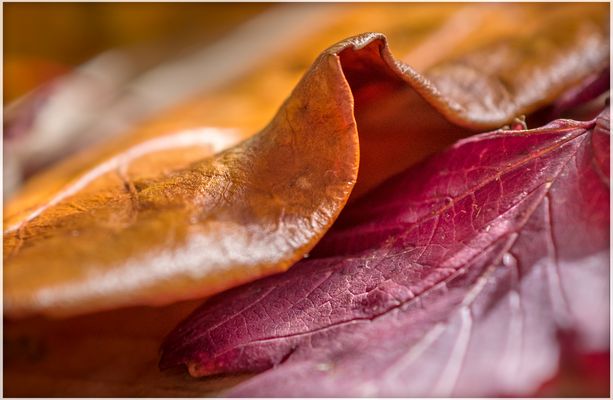 Herbstimpressionen #2
