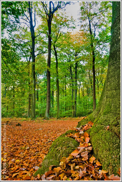 Herbstimpressionen (2)