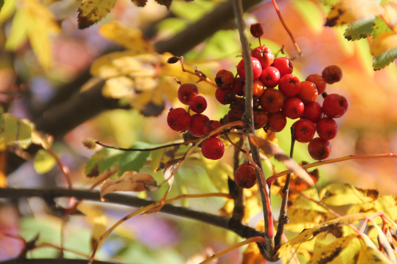 Herbstimpressionen 2