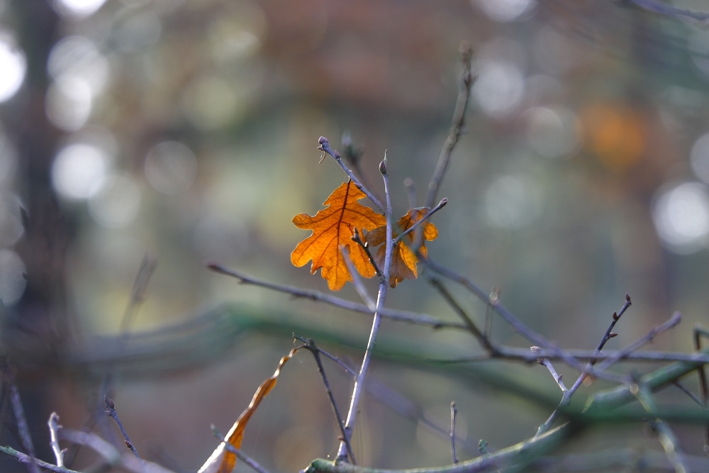 Herbstimpressionen 2