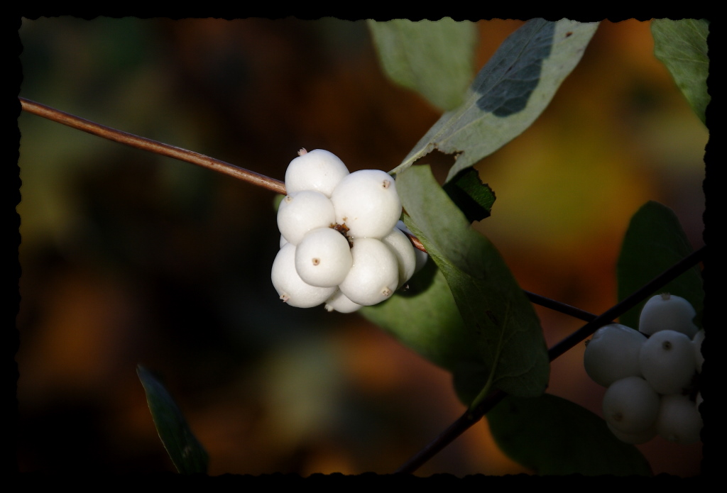 Herbstimpressionen 2