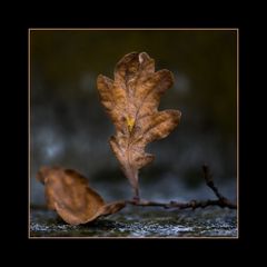 Herbstimpressionen 2