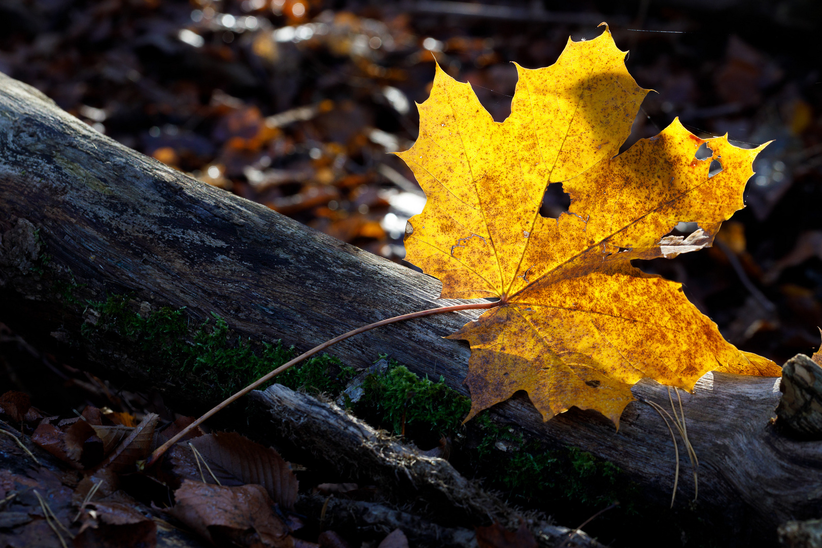 Herbstimpressionen 2