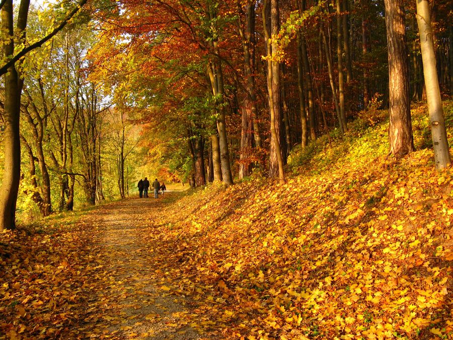 Herbstimpressionen 2007