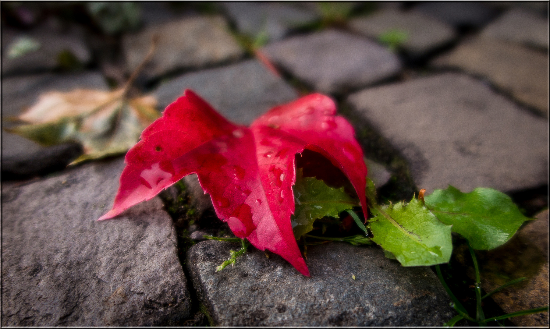 Herbstimpressionen 2017