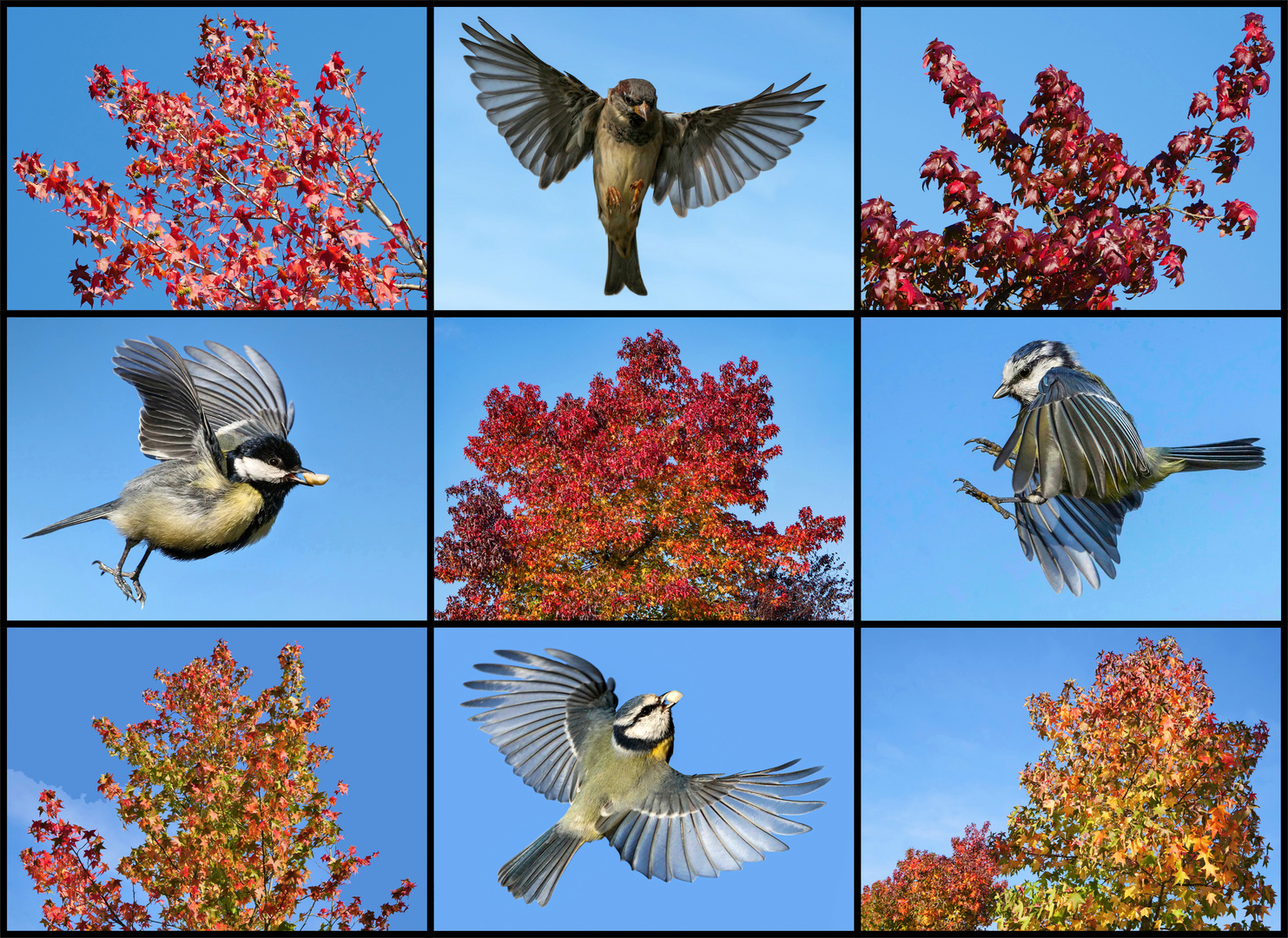 Herbstimpressionen 2020 mit Flora & Fauna